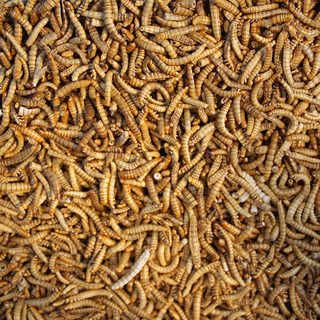 Gevriesdroogde Meelwormen 70 gram
